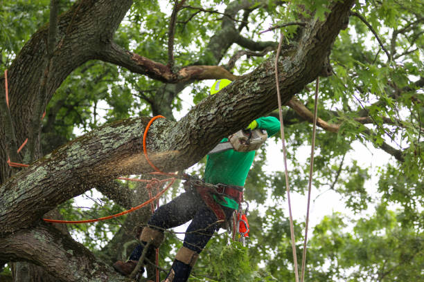 How Our Tree Care Process Works  in  Reese, MI