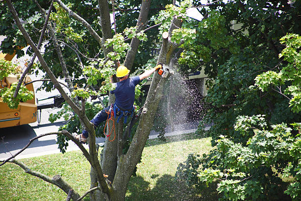 Professional Tree Removal Services in Reese, MI