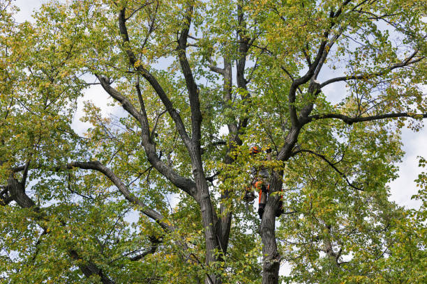 Best Tree Disease Treatment  in Reese, MI