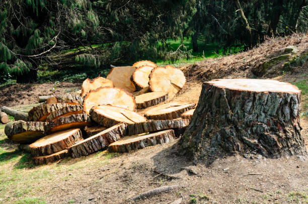 Best Storm Damage Tree Cleanup  in Reese, MI